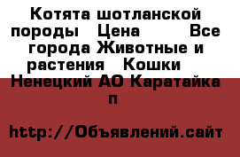 Котята шотланской породы › Цена ­ 40 - Все города Животные и растения » Кошки   . Ненецкий АО,Каратайка п.